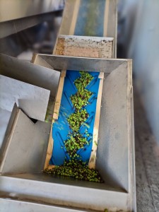 5. Olive senza foglie al lavaggio